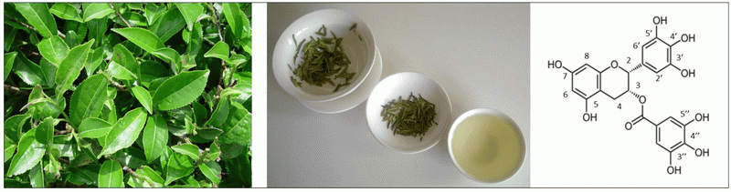 green tea extract_1_2 green tea extract_1_2