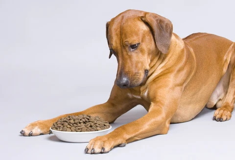 is green tea extract safe in dog food_2 is green tea extract safe in dog food_2