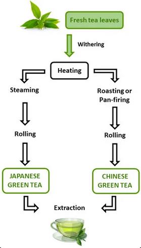 How To Take Green Tea Extract-_3