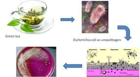 green tea extract_3_9