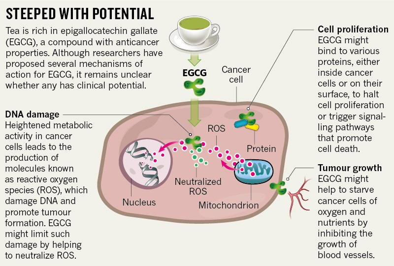 green tea extract help prostate cancer_1