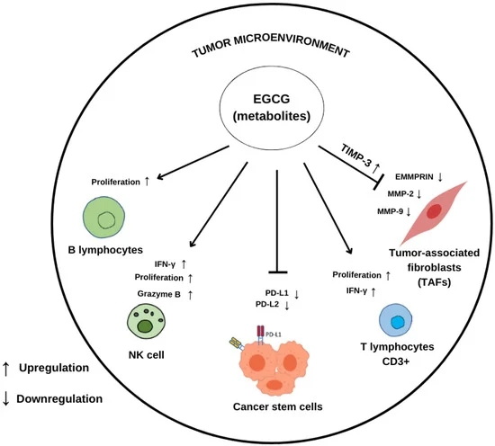 Does Green Tea Extract Kill Cancerous Monocytes
