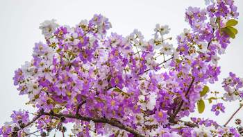 Discover the Hypoglycemic Wonders of Banaba Leaf Extract