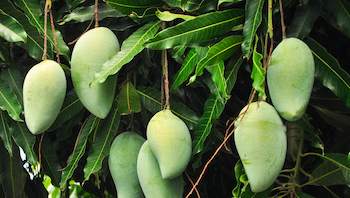 Premier Manufacturer of Mangiferin-Rich Mango Leaf Extract