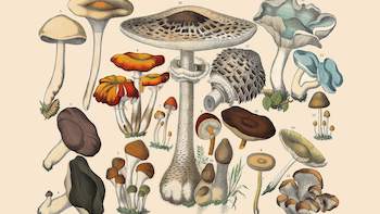 The Remarkable Benefits of Mushroom Extract Polysaccharides