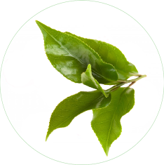 Green Tea Extract1051 Green Tea Extract1051