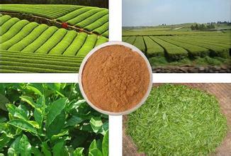Green Tea Extract1131 Green Tea Extract1131