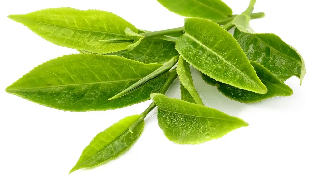 Is Green Tea Leaf Extract Safe?