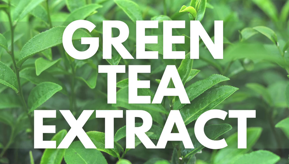 What Is Green Tea Extract?