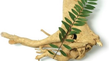 How to Take Tongkat Ali Extract: A Comprehensive Guide