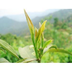 Green Tea Extract261 Green Tea Extract261