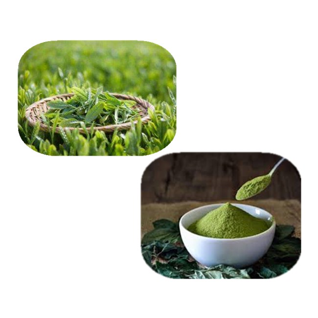 Green Tea Extract269