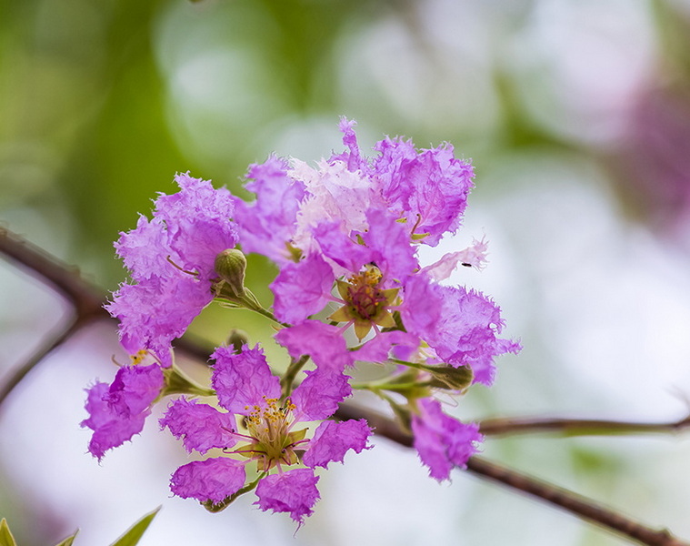 What Are The Applications of Banaba Leaf Extract in Pharmaceuticals