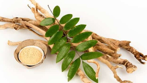 Tongkat Ali Extract Safe_2 Tongkat Ali Extract Safe_2