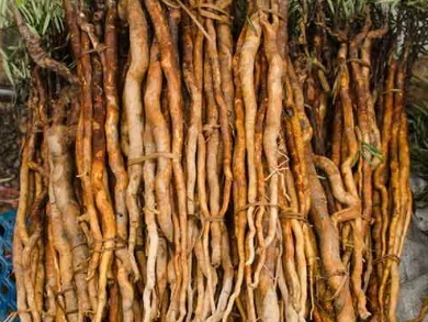 What are the Best Ways to Use Tongkat Ali Extract for Energy What are the Best Ways to Use Tongkat Ali Extract for Energy