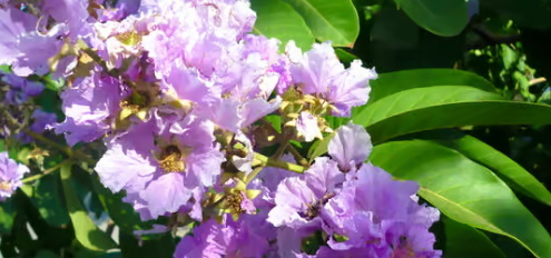 Is Banaba Leaf Extract Safe for People with Hypoglycemia Is Banaba Leaf Extract Safe for People with Hypoglycemia