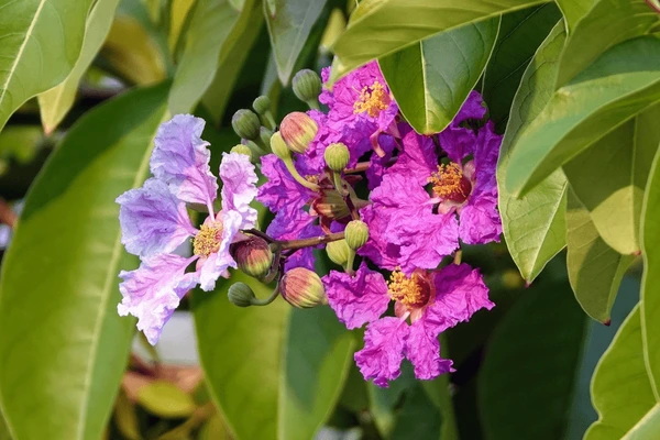 Banaba Leaf Extracts