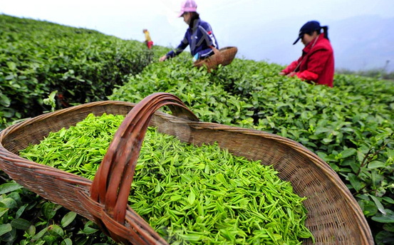 High Quality Green Tea Extracts High Quality Green Tea Extracts