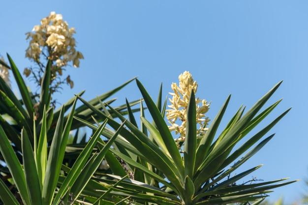 Yucca Extract Yucca Extract