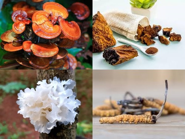 Top Mushroom Extracts Manufacturers and Suppliers in Victoria