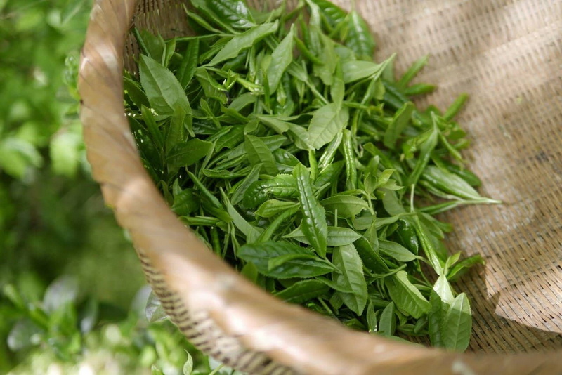 Is Green Tea Extract A Dietary Ingredient
