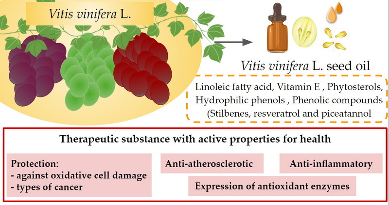 Vitamin K in Green Tea And Grapeseed Extracts Vitamin K in Green Tea And Grapeseed Extracts