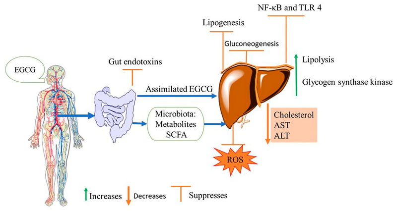 How Much Green Tea Extract Causes Liver Damage How Much Green Tea Extract Causes Liver Damage