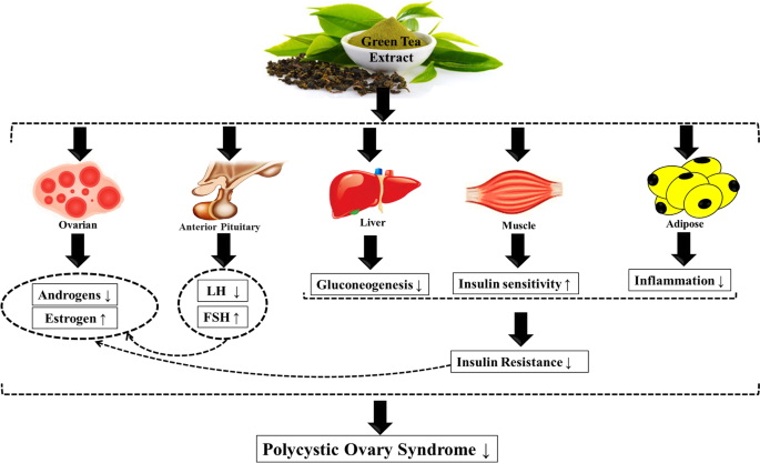 Green Tea Extract Pills Spike Insulin_1 Green Tea Extract Pills Spike Insulin_1