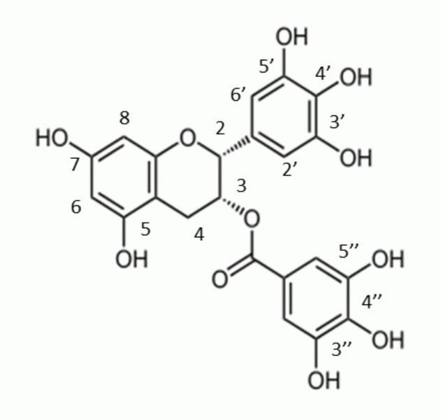 Is Egcg The Same As Green Tea Extract-_1