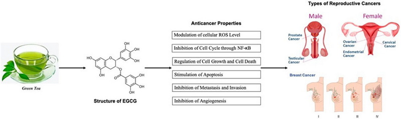 Does Green Tea Extract Kill Cancer_3 Does Green Tea Extract Kill Cancer_3