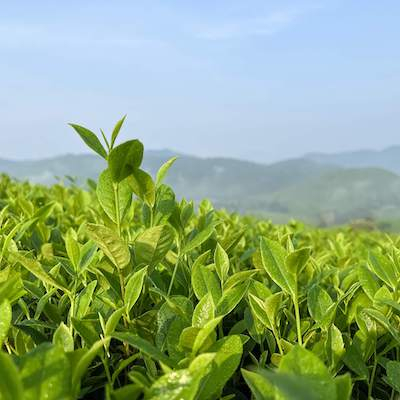 Green Tea Powder Extract image
