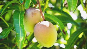 Top 10 Mango Leaf Extract Manufacturer in China