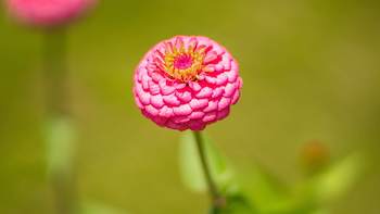 Botaniex Introduces Premium Red Clover Extract---Transforming Global Health and Wellness