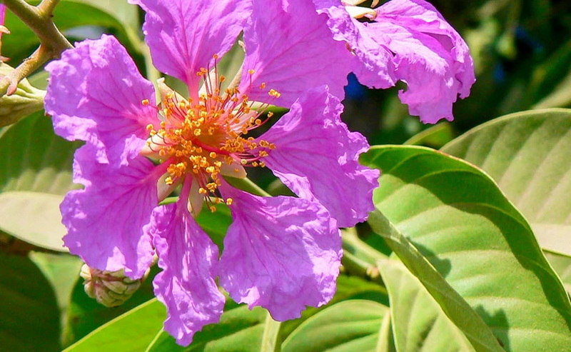 What Are The Emerging Applications of Banaba Leaf Extract in Pharmaceuticals
