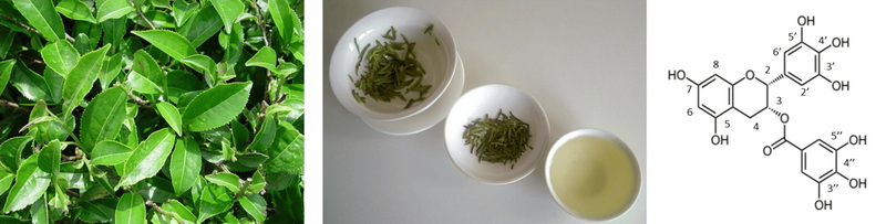What Is Polyphenol in Green Tea Extract What Is Polyphenol in Green Tea Extract