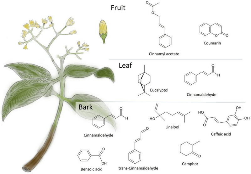 Is Cinnamon Extract Better Than Cinnamon Bark Is Cinnamon Extract Better Than Cinnamon Bark