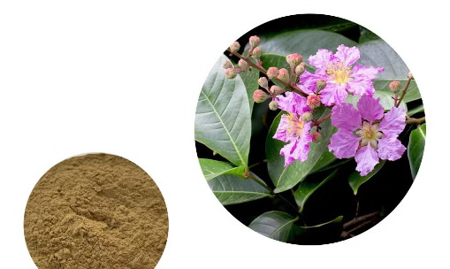 How Can Oem Banaba Leaf Extract Help Control Blood Sugar Levels