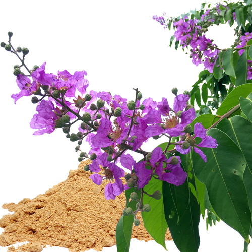 How Can Banaba Leaf Extract Benefit Bodybuilding How Can Banaba Leaf Extract Benefit Bodybuilding