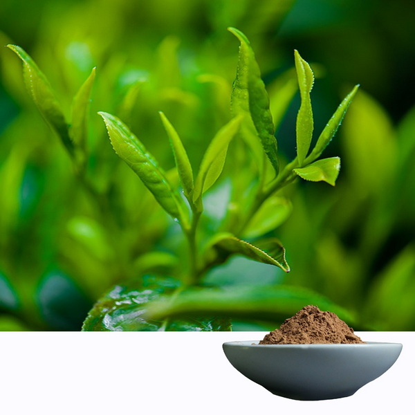 How To Choose A Trusted Green Tea L-Theanine 60% Wholesaler?