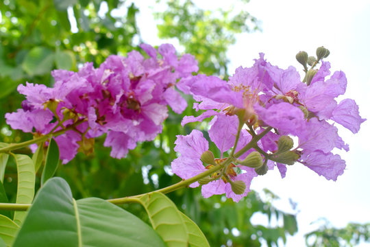 Is Banaba Leaf Extract Among The Best Natural Ingredients for Cosmetics