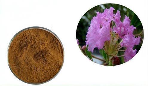 Applications and Formulation Strategies of Banaba Extract for Global B2B Manufacturers