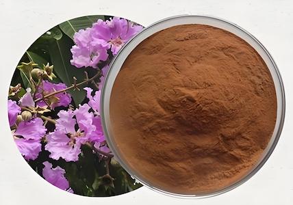 Why Banaba Leaf Extract with Corosolic Acid Is Gaining Popularity in The U.S. B2B Market