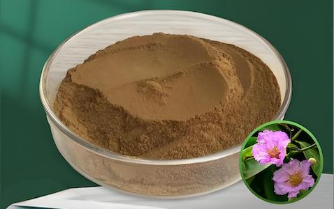 Banaba Leaf Extract with Corosolic Acid: A Strategic Ingredient for U.S. B2B Buyers Seeking Proven M