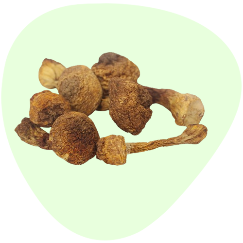 Agaricus Blazei Murill Polysaccharides