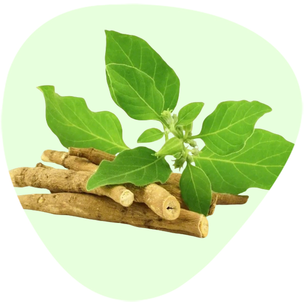 Ashwagandha Extract