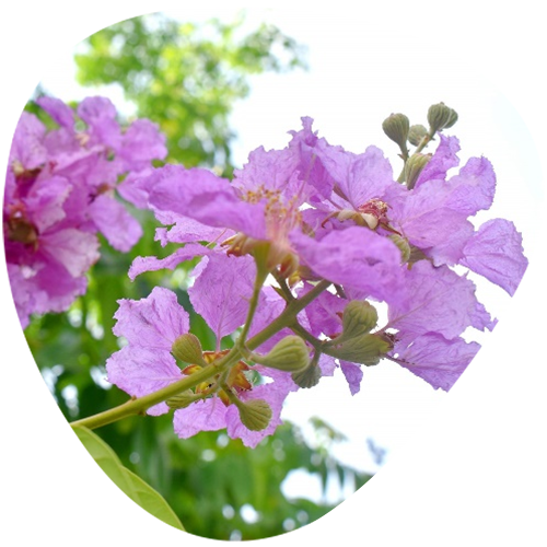Banaba Leaf Extract Corosolic Acid