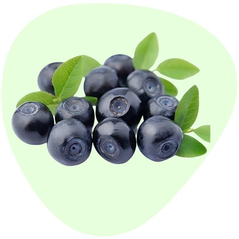 Bilberry Extract
