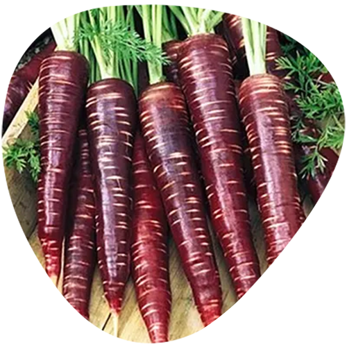 Black Carrot Extract