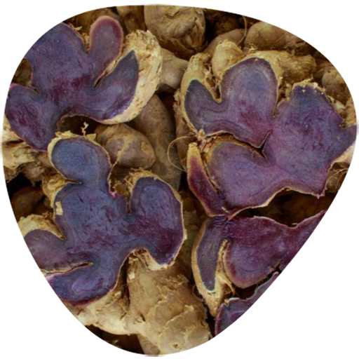 Black Ginger Extract