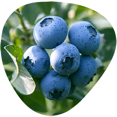 Bog Bilberry Extract